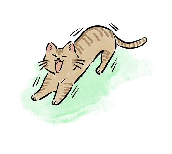 猫